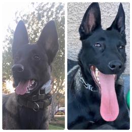 Belgian Malinois puppies from Sun Valley Malinois