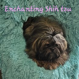 DIVA - Shih Tzu