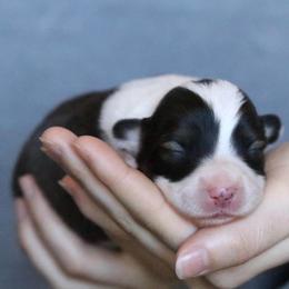 Phoebe - Sable female Pembroke Welsh Corgi puppy in Fayetteville, Arkansas from Intergalactic Corgis
