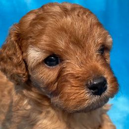Cavapoos from Door County Cavapoo