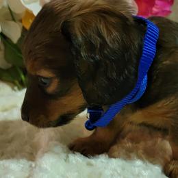 Dachshund Puppies from CLARK'S BREEDING PROGRAM