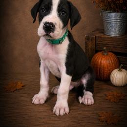Puppy 2 - Mantle male Great Dane puppy in Ocala, Florida from Oak Haven Great Danes