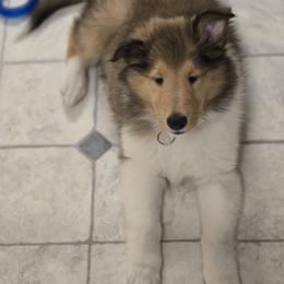 Freya - Sable female Collie puppy in Temple, Pennsylvania from Rimma's Pawfect Collies