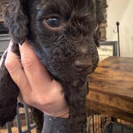 Brown girl - Brown female Poodle puppy in Oneida, Tennessee from Pippa’s Place Poodles
