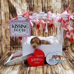 Dachshund Puppies from Blue Mountain Dachshunds