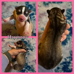 Harmony - Gray and white female Siberian Husky puppy in Parma, Ohio from Sirius Siberian Huskies