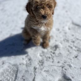 Poodle Puppies from Grandy’s Pretty Poodles