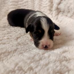 Female 2 - Black and tan female Pembroke Welsh Corgi puppy in La Porte City, Iowa from Cedar River Corgis