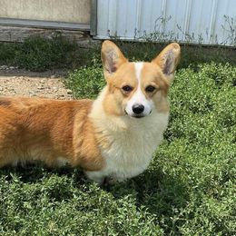 Rookie - Pembroke Welsh Corgi