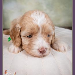 Eddie - Buff male Cockapoo puppy in Connersville, Indiana from Deaz Doodle Ranch