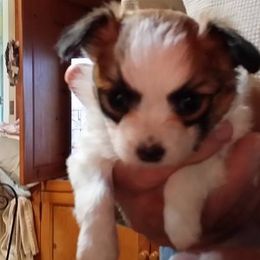 Papillon Puppies from Winddancers Papillons