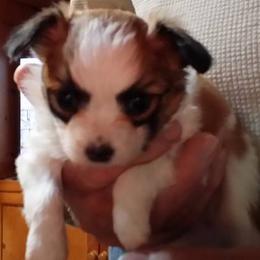 Papillon Puppies from Winddancers Papillons