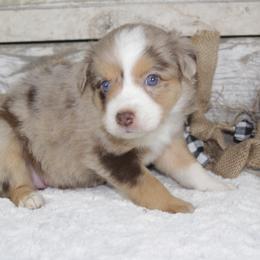 Monica - Red merle Miniature Australian Shepherd puppy in Paris, Texas from Kuttin’ Up Mini Aussies