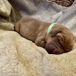 Boy 3 - male Labrador Retriever puppy in La Plata, Maryland from DeVoy Country Labs