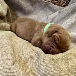 Boy 3 - male Labrador Retriever puppy in La Plata, Maryland from DeVoy Country Labs