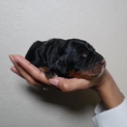 Sully - Tri-color male Bernedoodle puppy in Palmetto Bay, Florida from SOMIDOODLES