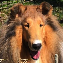 Collies from Caroline Jones