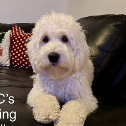 Oakley - Goldendoodle