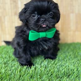 Griffin - Black male Shih Tzu puppy in San Tan Valley, Arizona from My Puppy Tzu
