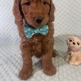 Goldendoodle Puppies from Aimee Schamback