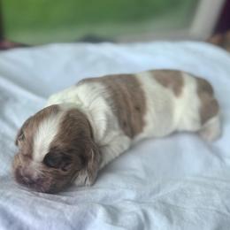 Whisky - Brown white and tan female Cocker Spaniel puppy in Floyds Knobs, Indiana from Sweet Tails