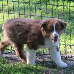 Uriah - Red tri-color male Australian Shepherd puppy in Kansas, Oklahoma from Windy G Farm