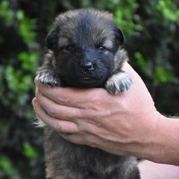 Yellow Collar Female - Sable female German Shepherd puppy in Mariana, Florida from Haus M Godwin