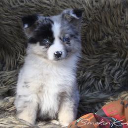 Jessie - Blue merle female Australian Shepherd puppy in Grapeland, Texas from Smokin K Aussies