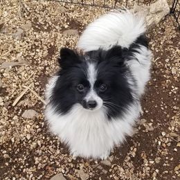 Chloe - Pomeranian
