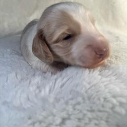 Flounder - Piebald male Dachshund puppy in Kissimmee, Florida from Mini Doxie Cuties