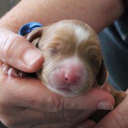 Boy 4 - male Australian Labradoodle puppy in Provo, Utah from EllsWORTH Labradoodles LLC