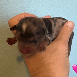 Cedar - Merle female Yorkipoo puppy in Carlotta, California from Lost Coast Bernese Mountain Dogs