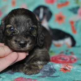Girl 2 - Brindle Dachshund puppy in Homosassa, Florida from Foxies Doxies