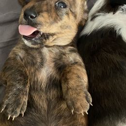 Dachshund Puppies from Bella’s Puppies