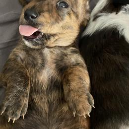 Dachshund Puppies from Bella’s Puppies
