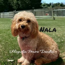 Nala - Cavapoo