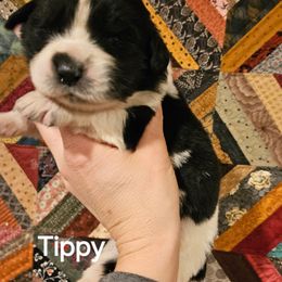 Tippy - White and black female Newfoundland puppy in Honey Grove, Pennsylvania from Heinrich Family Newfoundlands