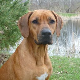 Ripley - Rhodesian Ridgeback