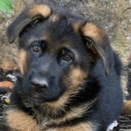 German Shepherds from Rhondah