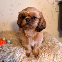 Rue - Red male Shih Tzu puppy in Hibbing, Minnesota from Iron Range Shih Tzu and Puppies