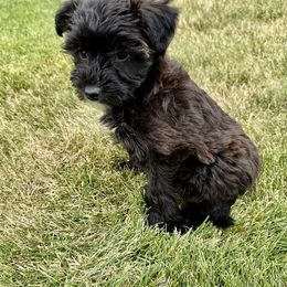 Mocha, chocolate - Chocolate female Yorkipoo puppy in Walla Walla, Washington from Linda Sherman