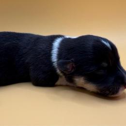 Nile - Black and white male American Corgi puppy in Scottown, Ohio from Wyndy Ridge Corgis