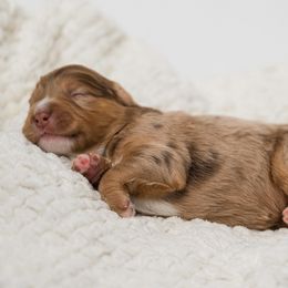 Juniper - female Australian Mountain Doodle puppy in Cortez, Colorado from Sassy Pants Pups
