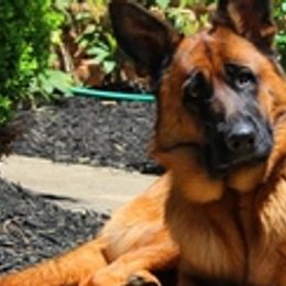 German Shepherds from Semper Fi K9