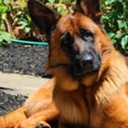 German Shepherds from Semper Fi K9