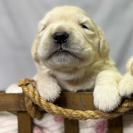 Girl 1 - Golden female Golden Retriever puppy in Tonasket, Washington from Denzil’s Goldens