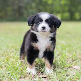 Gidget - Red Collar - Black tri female Miniature Australian Shepherd puppy in Lacombe, Louisiana from Indigo River Aussies
