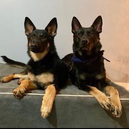 German Shepherd Puppies from Cintron K9