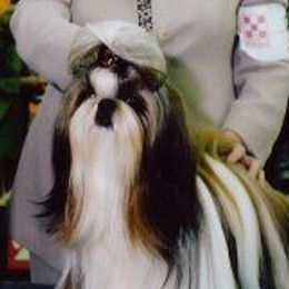 Shih Tzus from Tallis Toy Dogs