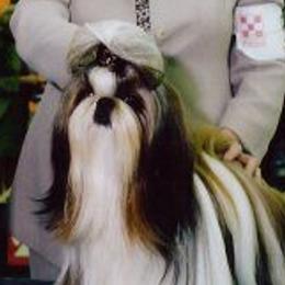 Shih Tzus from Tallis Toy Dogs